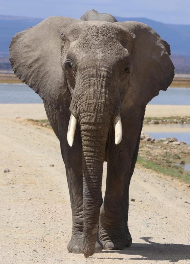 Amboseli Redhouseアパートメント エクステリア 写真