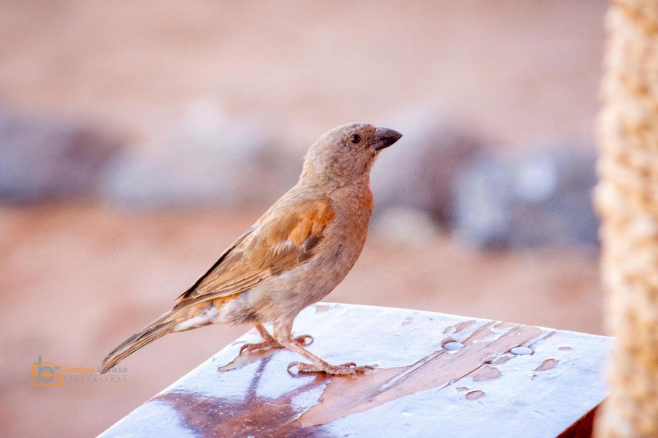 Amboseli Redhouseアパートメント エクステリア 写真